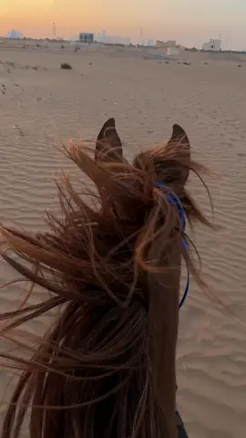 #خيل_وخياله🐎 #خيل #horse 