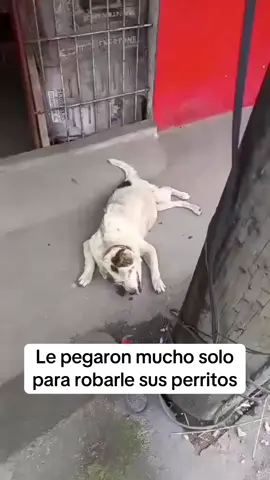 Se acuerdan de la perrita que le pegaron mucho para robarle sus cachorritos pues cambiamos su vida 🙏🏻❤️🥹 #animales #rescateanimal #dog #fyp 