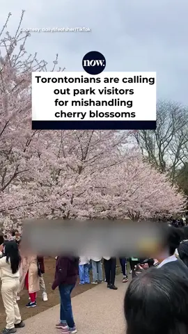 Torontonians were caught mishandling #CherryBlossoms over the weekend. What do you think about this? #Toronto Read more at nowtoronto.com.