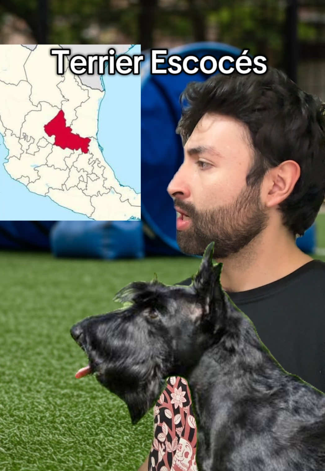 La batalla de Puebla #perros #historia #comedia #mexico #francia 