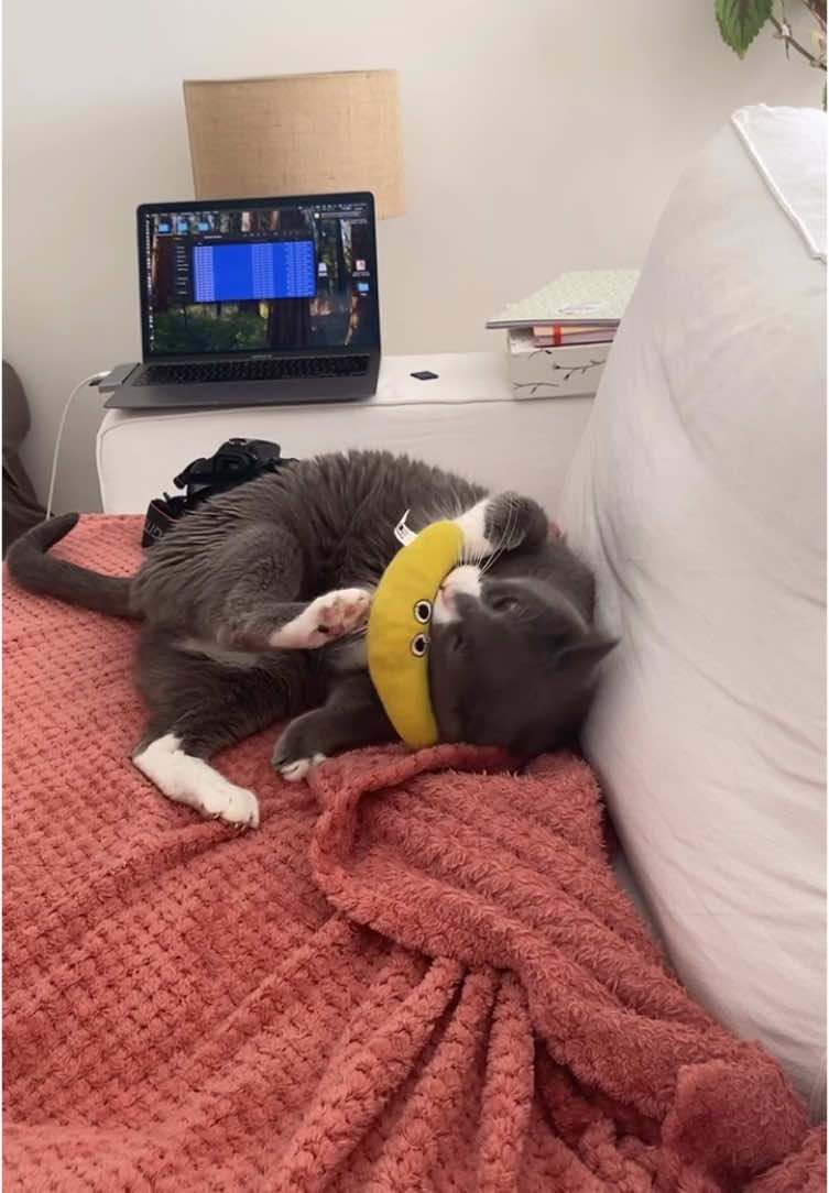 RIP Monsieur banane 😂🙏🏻 #elkitou #lopititchat #croquettespourchat #monsieurbanane #chat 