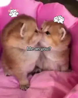 I LOVE YOUUU SOOO  I CAN NEVER LT UU GO IN THE WHOLE WIDE WORLDD #lovehim #Love #kittensoftiktok #kittens #kittens #myman #Love #her #loveyou #Love #fyppppppppppppppppppppppp #fup #fyp #lovebim #perfect #lovehimsomuch #kissing #loveyou #him #her #us #meandyou #relay #related #fortnite #roblox #brawlstarstiktok #idia#him #them #you #forgoupage #foru #them #blowup? #cutecore🎀🦴🍮🐾 #core #cutebaby #lissing #kissing #him #MAX @mxi i love iuuu sosososo much :3 #lovehim #himmm😩🦋 #HANDSOME 