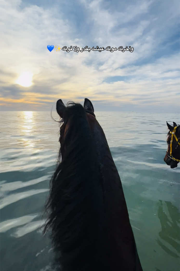 وآخرته موته عيشه بقدر ولا فوته✨💙 #خيل_وخياله🐎 #بحر #تفاعل #لايك__explore___ #اكسبلور #ترند 