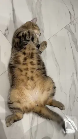 Che bella vita #🥰🥰🥰 #Bella#gattiditiktok #cute#fluffy #kitty #kittycat #fyp#foruyou #cats#scottish #pets #recommendations 