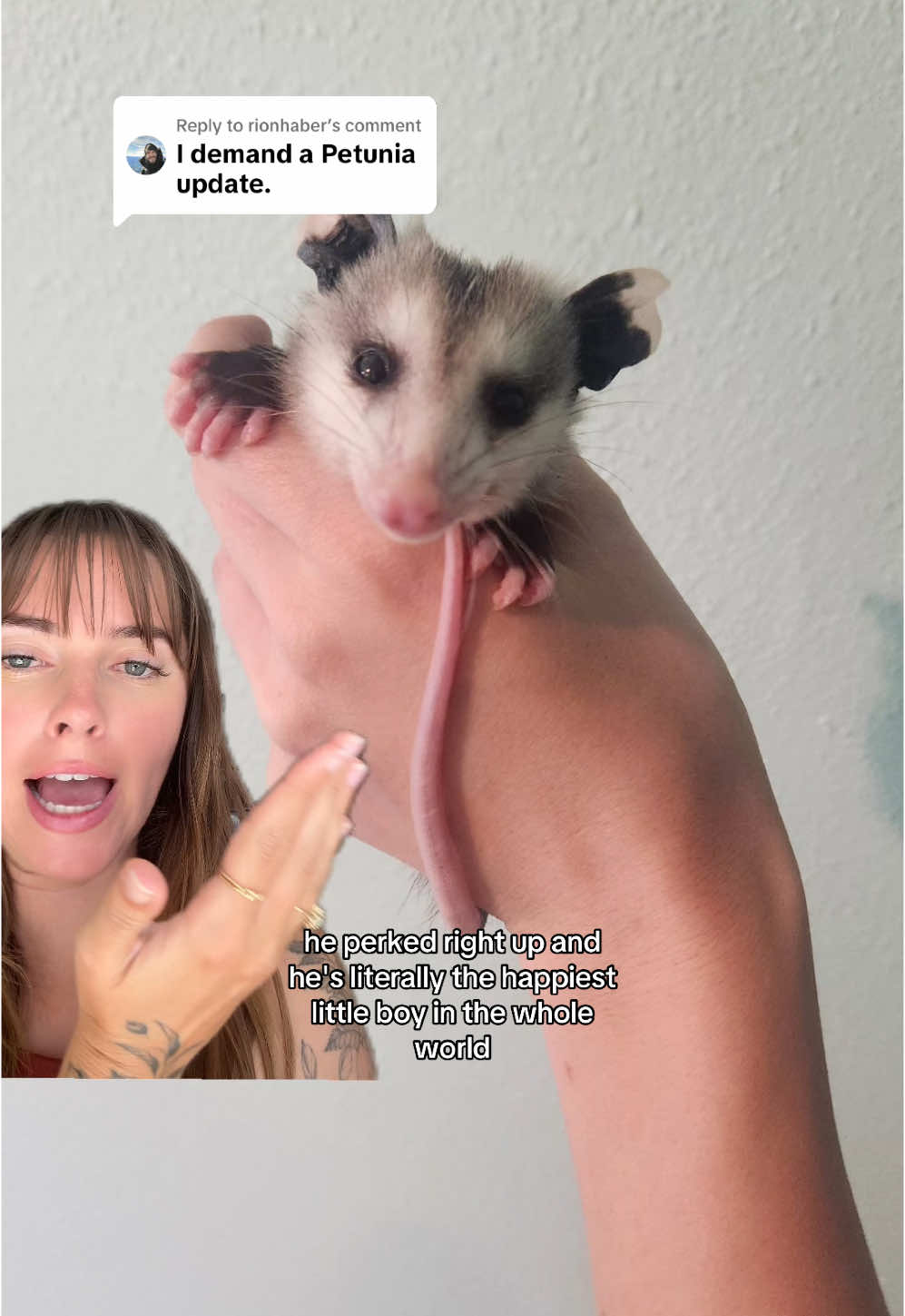 Replying to @rionhaber POSSUM UPDATE #wildliferescue #possum 