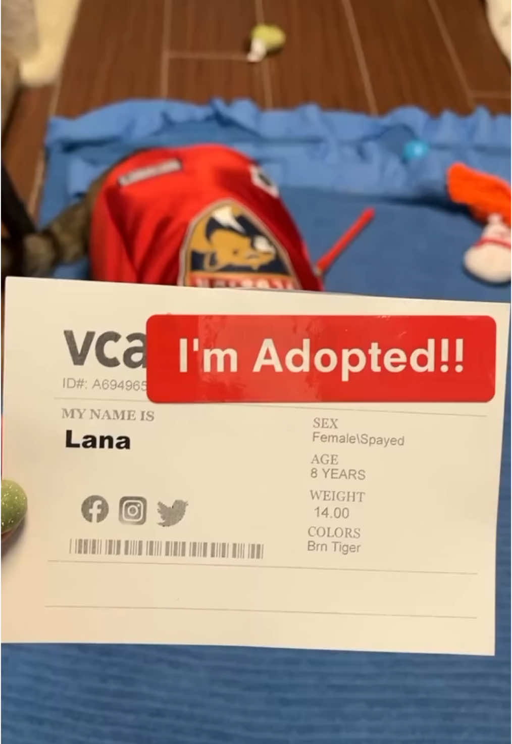 Lana was adopted!! 💞   After three long months of waiting, sweet Lana has finally found her forever home! 💫 Tonight, she’ll be curled up on the couch with her new family cheering on the Florida Panthers — and we couldn’t be happier for her! 🐾❤️   Thanks to Benny’s Buddies, Lana’s adoption fee was fully covered! 🏒🐱 She even went home with some fun Panthers goodies!   We still have many wonderful pets waiting to be noticed. Please visit our website to see who’s still looking for love.   If you can’t adopt, sharing our posts or donating to the shelter makes a world of difference 🙏   To give one of our animals a forever home, fill out a pre-adoption application at www.humanebroward.com and come meet them today! The Humane Society of Broward County is located at 2070 Griffin Road, Fort Lauderdale, FL, and opens daily at 11 a.m. Questions? Call 954-989-3977 ext. 6 ❤️   #LanaWasAdopted #cat #adopted #catsofinstagram #catrescue #happycat #sheltercat #adoptionsuccess #ForeverHome #HappyTails #catlife #instacat #florida #bennysbuddies #goal #panthers