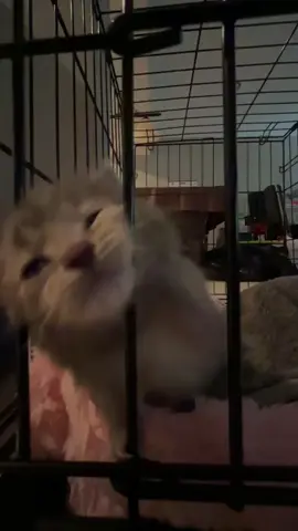 #kitty #cat #fyp #funny #viral #fypシ 