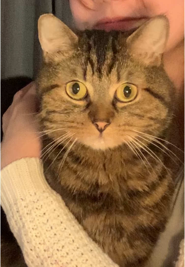 He is watching you. #fyp #foru #cat #catmom #catsoftiktok #funnycat #cattok #kitten #pet #PetsOfTikTok #cute #funny