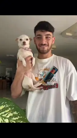 trolling niki gone wrong 😂 #pet #foryou #PetsOfTikTok #fypシ #chihuahua #dog 