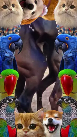 #foryou #dogmeetingpuppy #unfreezemyaccoun #growmyaccount #virltiktok #viralvideos #foryoupagee #satndwithkashmir