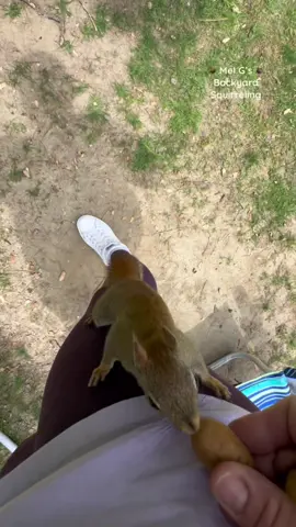 My favorite trio of backyard critters climb my leg!!😊🐿️🐿️🐿️❤️  #squirrelwhisperer #amazing #chipmunk #Chippy #squirrel #Squirrelette #Henry #squirrelfriends #backyardwildlife #connectwithnature #melgsbackyard #melgsbackyardsquirreling