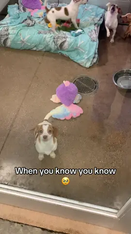 We just knew 🥹🥹 #fyp #foryou #dogsoftiktok #puppylove 
