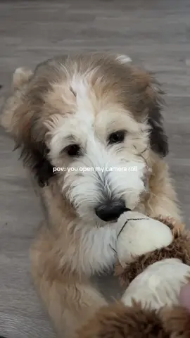 The cutest camera roll 🐾 #bernedoodle #bernedoodlesoftiktok #CapCut 