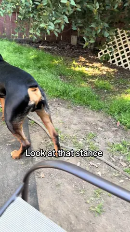 What a stud muffin 🥰#dogmomlife #dogs #dogtok #dogmom #doglover #dogperson #dogsoftiktok #pets #PetsOfTikTok #rottweiler #rottweilersoftiktok #fyp #fypage #fypシviral #fyppppppppppppppppppppppp #rottiesoftiktok #rottie 