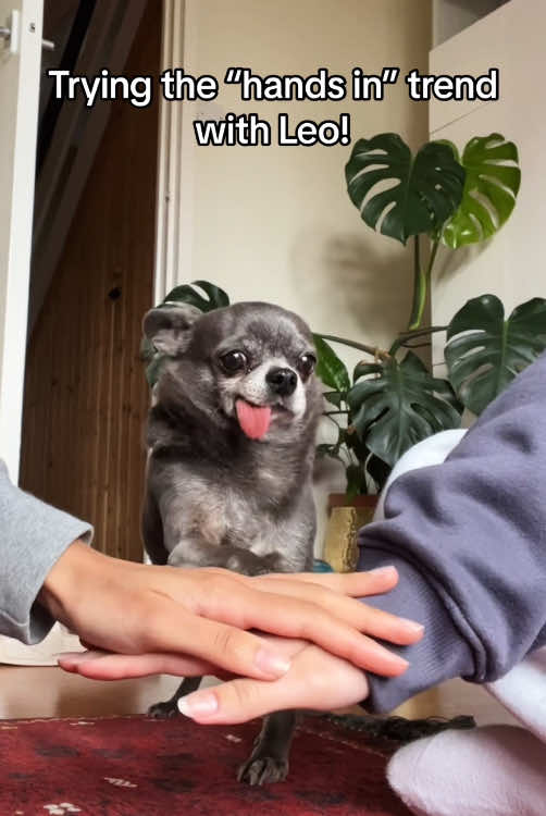Testing Your Dog😘😂#dogsoftiktok #cute #cutedog #goodboy #funny 
