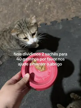 por favor nos ajude compartilhando doando qualquer valor a causa animal é muito deficiente no nosso país mas vamos seguir firme por favor segure nossa mão! #fy #gatosfofos #sonho #f 