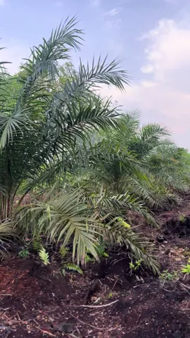 ter calma calma ❤️  #sawit #CapCut #trending #jambi #xybca #viral #foryoupage #jambipride #wanitasawit 