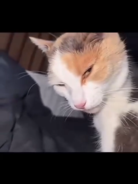 Gato olhando desconfiado #fyp #fyp #fyp #fyp  #foryoupage 