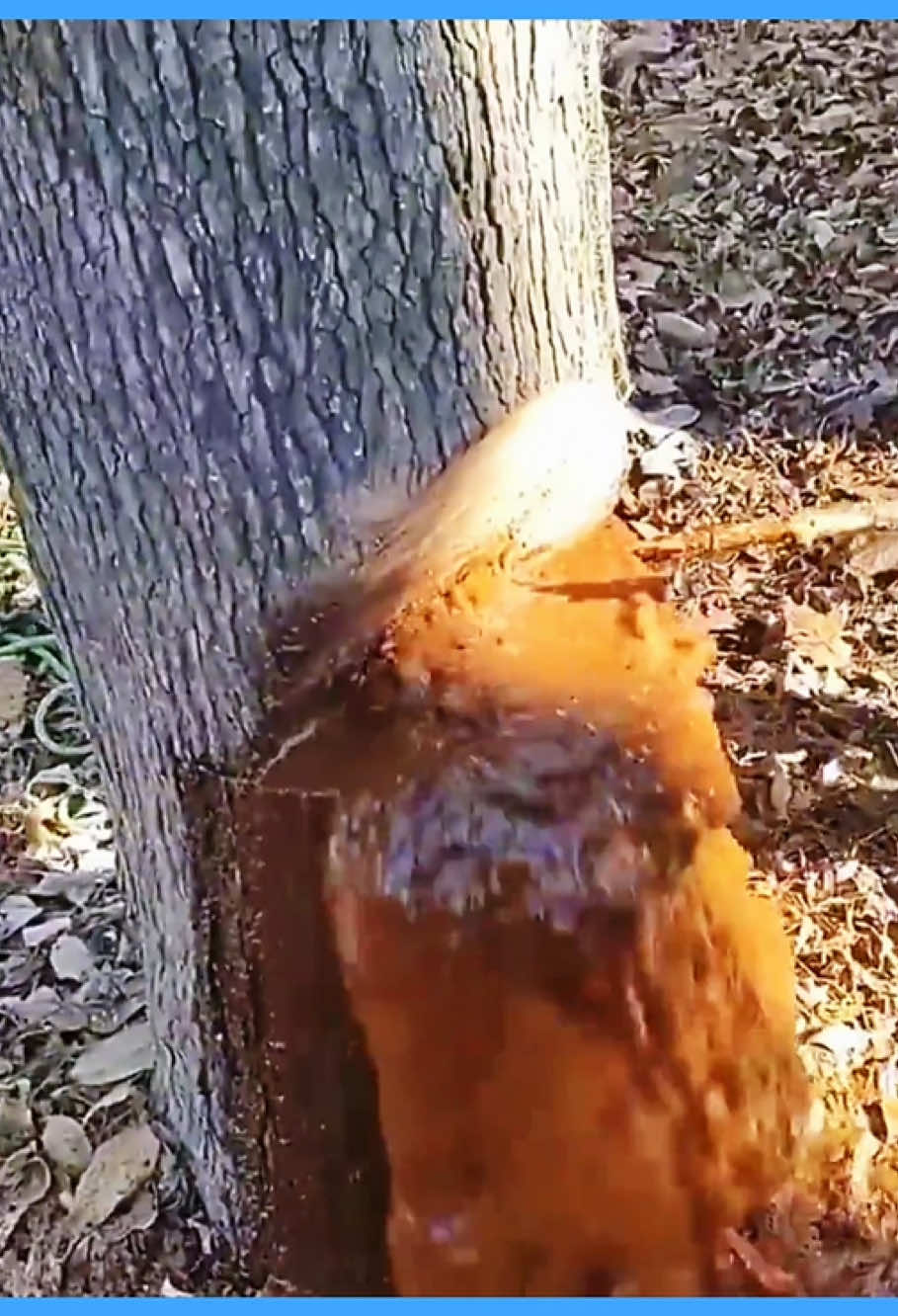 Why do trees spit water?#tiktok #foryou #tree #spit #water 