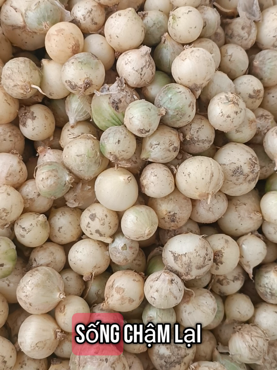 tâm trạng người trồng #hanhtam #cunen #nghean #tamtrang #xuhuong #xuhuongtiktok 