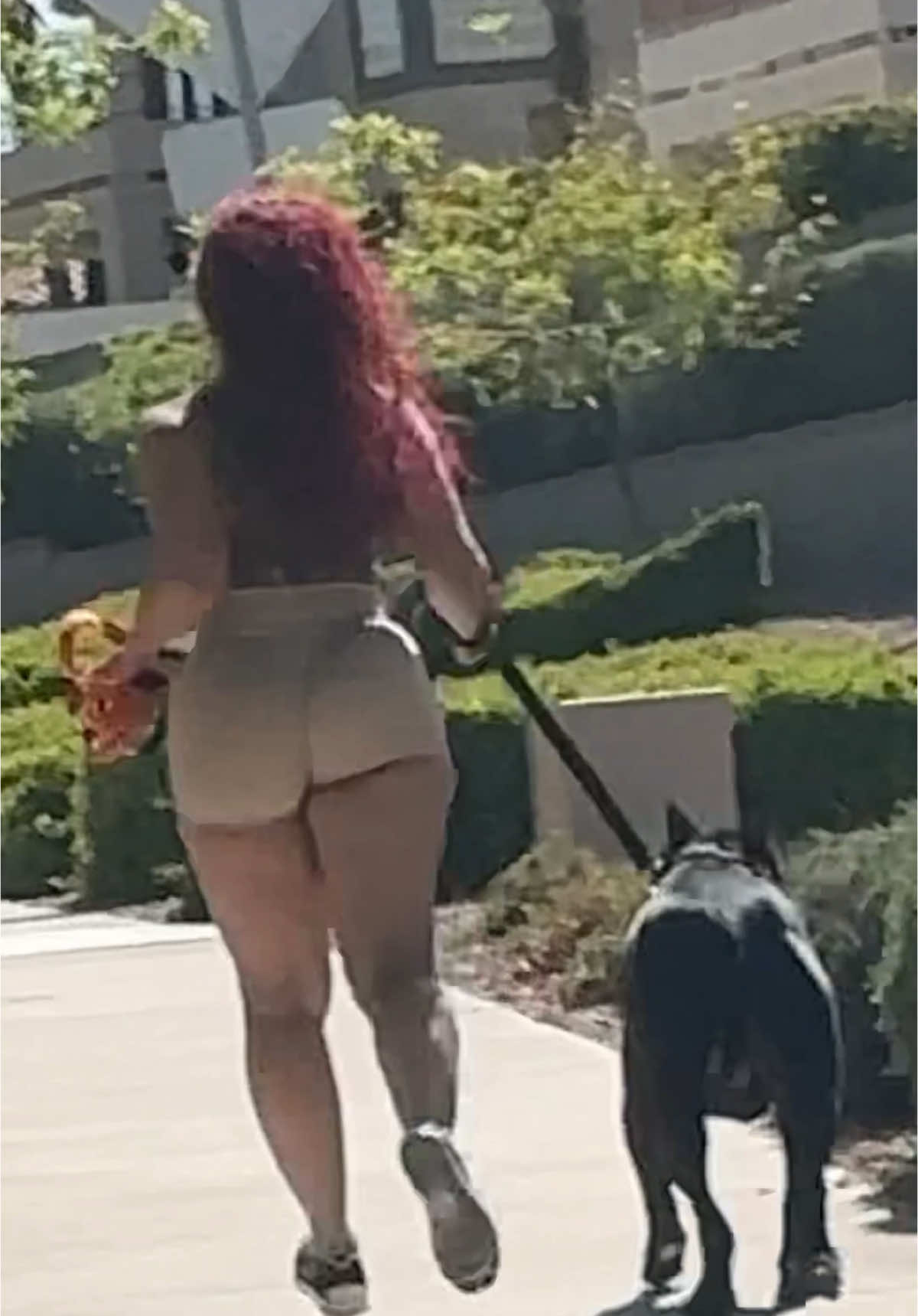 My baby will be 1 year old this month 🥵 #latina #curvy #Running #cardio #dogmom #pitbull #pitbullsoftiktok #gymgirl 