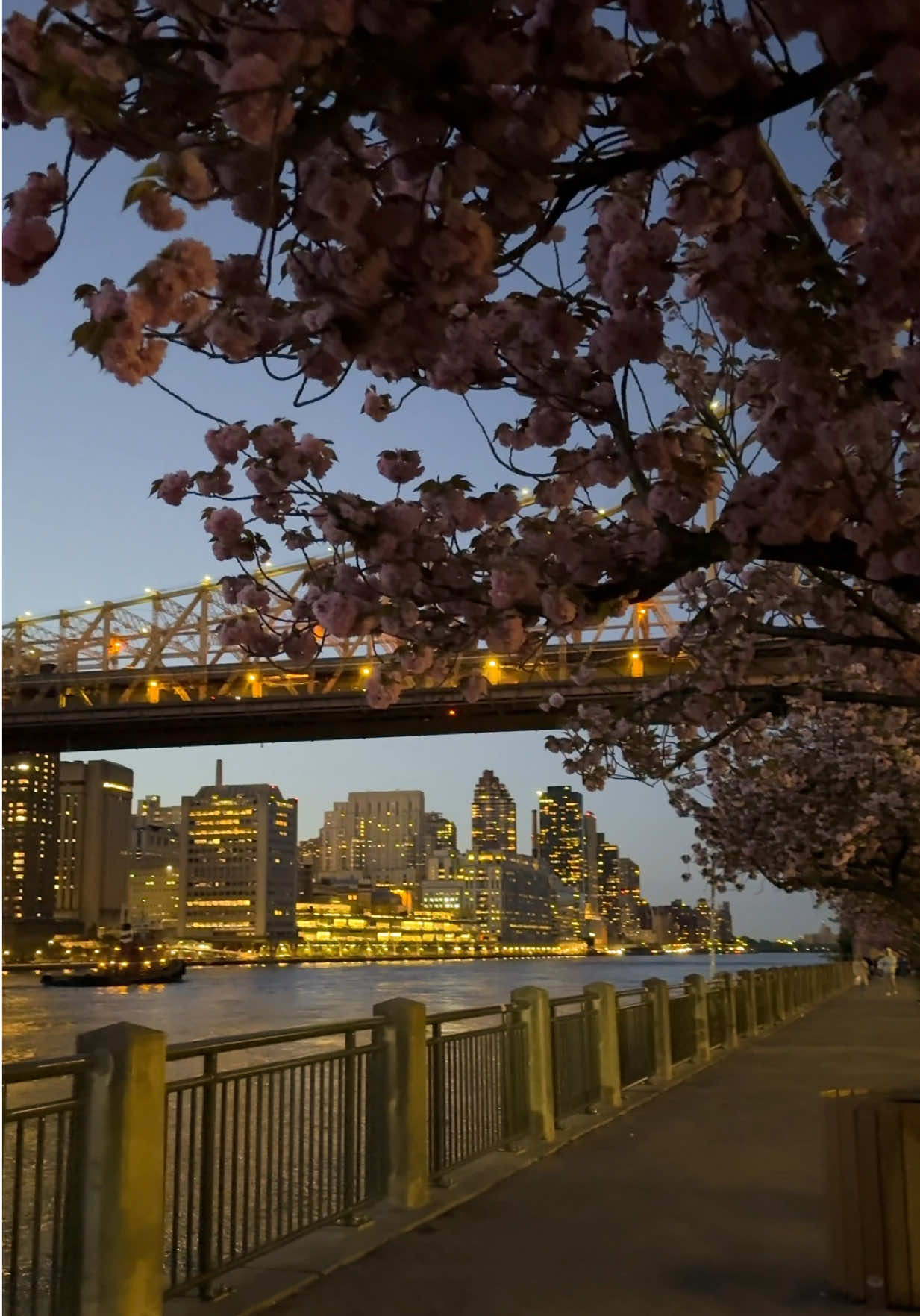 🌸🗽🌆 . . . . . . . . #newyork #newyorkcity #nyc #nyclife #spring #manhattanview #nyctiktok #primavera #newyorker 