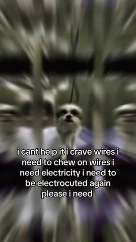 someone please tell my family to stop banishing me from the wires i need to blow up #Christmas #Navidad #fyp #foryou #foryoupage #lol #dog #dogs #dogsoftiktok #electrocuted 