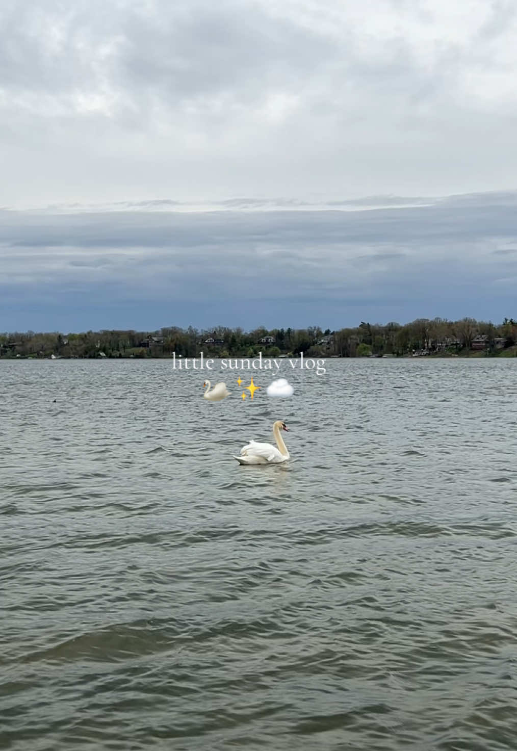 so many swans!!! 🤍✨🦢 