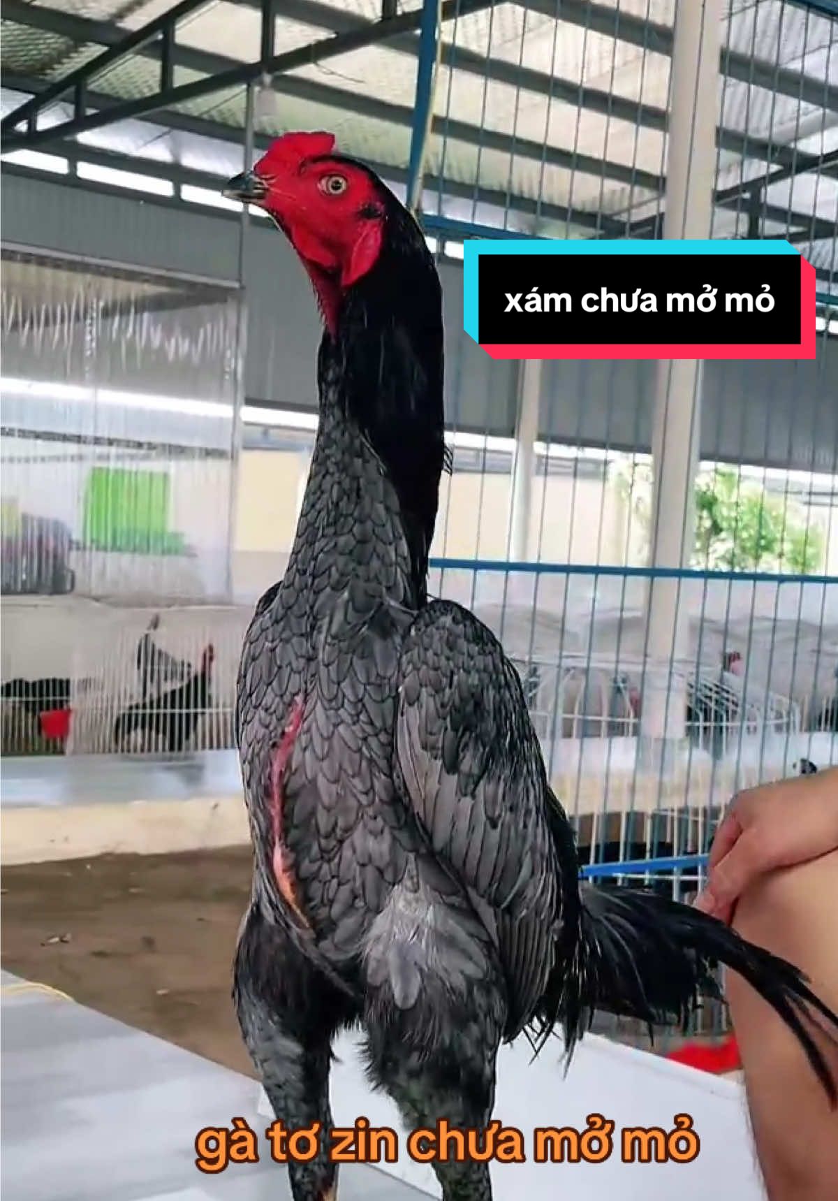 #tiktoklive #livehighlights #xuhuongtiktok #gà_chọi_việt_nam #quyếtchiến 