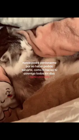 te extraño con toda mi alma #gato #extrañoamigato #zxybca #paratiiiiiiiiiiiiiiiiiiiiiiiiiiiiiii #fyp #paratiii #triste 