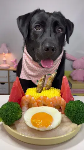 #labrador #cute #dog #pet #feed 