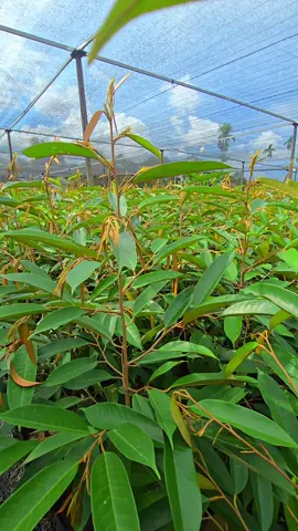 #ต้นทุเรียน #ต้นทุเรียนหมอนทอง  #ต้นทุเรียนเล็ก #ร้านขายต้นทุเรียน #ขายต้นทุเรียน  #ต้นทุเรียนจันทบุรี #ต้นทุเรียนพันธุ์หนามดำ #ต้นทุเรียนพันธุ์มูซังคิง #จำหน่ายต้นทุเรียน  