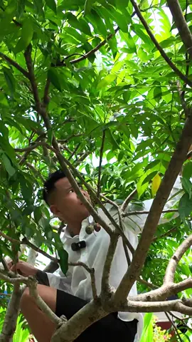 Hái cóc cùng Lê Bảo Bình nhé mọi người 😁😁😁 #tbaobinhktv #lebaobinh #giaitri