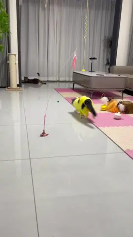 #foryoupage #fyp #pet #catsoftiktok #trending #cat 