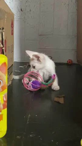 super aliww, gustong gusto nya kaya bilan nyo na mga anak nyong pusa🤭💗#gelayshoppp 