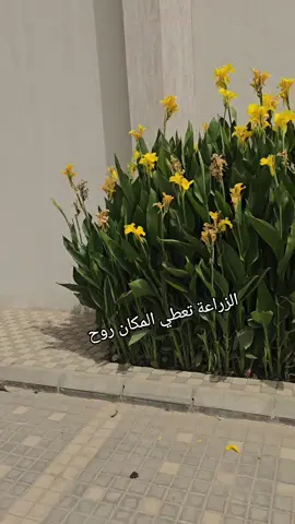 تابعونا لكل جديد للتواصل 0541611177 #حدائق_ساتا_0541611177  #حدائق_ساتا_للديكورات  #حدائق_ساتا_لتنسيق_الحدائق  #حدائق_ساتا_لتصميم_الحدائق  #تصميم_حدائق  #مظلات  #حدائق_منزليه  #عشب_جداري  #ديكورات_داخلية #تصاميم  #ديكورات_مودرن  #حدائق 