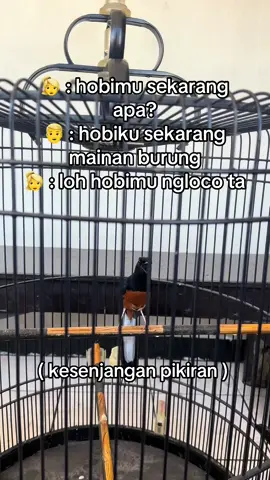 pikiranmu kok bgitu seh mbak kacauuu #pemula #hobykicau #kicaumania #kicau #muraibatu #muraibatuindonesia #murai #akarrumput #baraberesf #bangkongracingteam #mudahutanmemangmenggoda #mudahutan 