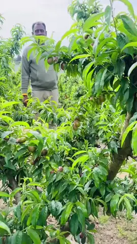 #🇵🇰🇪🇦🇵🇰🇪🇦🇵🇰🇪🇦🇵🇰🇪🇦💯💯 #🦅❤️‍🔥🇪🇦✈️🇮🇹✊🏿🇵🇰✊🏿🇮🇹✈️🇪🇦🦅❤️‍🔥 