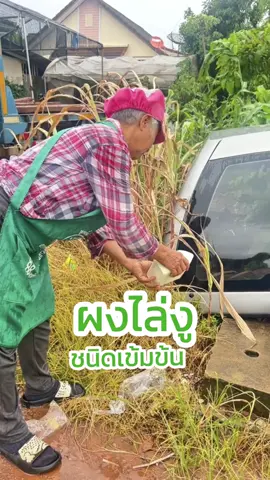 ผงไล่งู ไล่สัตว์มีพิษ🪳🐀🐍#ผงไล่งูกํามะถัน #ผงไล่งู #ไล่งู 