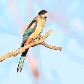 Northern rosella #parrot #bird #parrots #parrotsofinstagram #birds #birdsofinstagram #parrotlover #pet #parrotlife #macaw #cockatiel #pets #birb #cute #petsofinstagram #parakeet #animals #parrotsofig #conure #birdlovers #Love #parrotlovers #cockatoo #animal #lovebird #budgie #birdphotography #nature #cockatiels #macawsofinstagram 