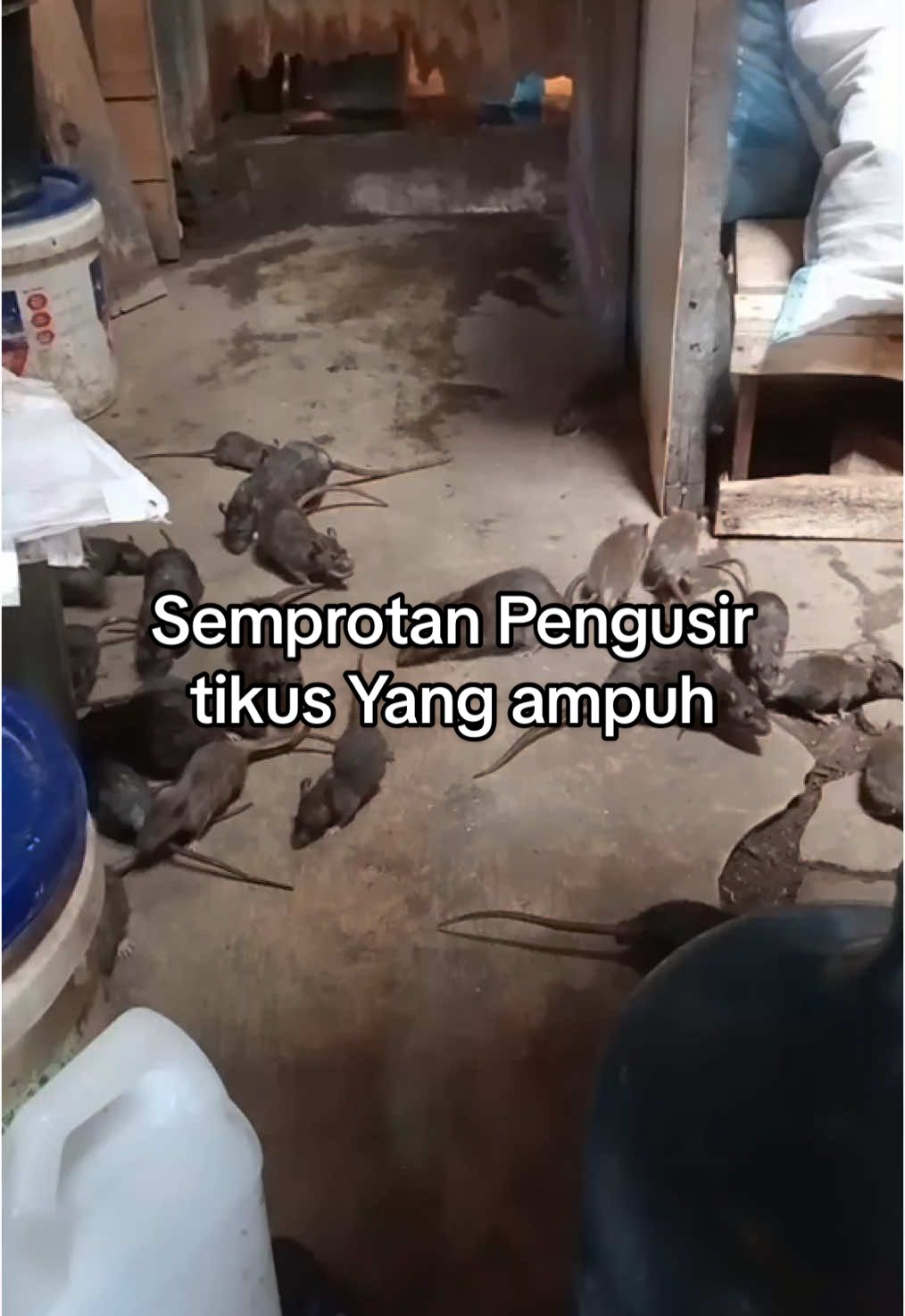 Pernah dengar suara ‘cik cik cik’ tengah malam? Bukan hantu… itu tikus mulai bikin markas! Gal perlu khawatir lagi sekarang ada TUNTAS Semprotan pengusir tikus Ampuh. #antitikus #pengusirtikusampuh #pengusirtikus #pembasmitikus #wibgajian 