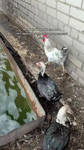 #петух #рекомендации #fyp 