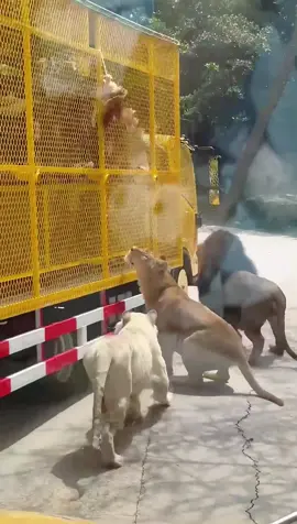 Funny tiger🤣🤣#funny #fyp #foryou #funnyvideos #funnyanimals #tiger 