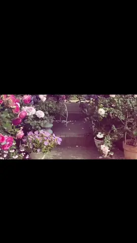 تبارك 🌻