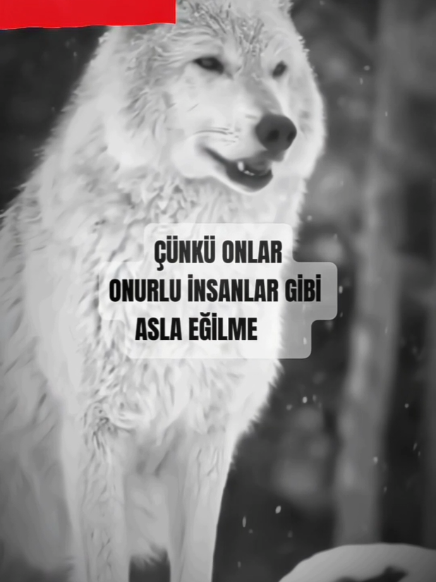 #vuk #tiktokturkey #bozkurt #wolf 