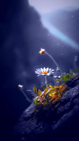 ရခိုင်ကိုလွမ်းခယာ🫠 #ရခိုင်tiktok #သာလီစြပါနန္႔🙏🙏🙏 #ရခိုင်သီချင်း #foryou #fyp #alightmotion_edit #link_in_com🎟🖇 