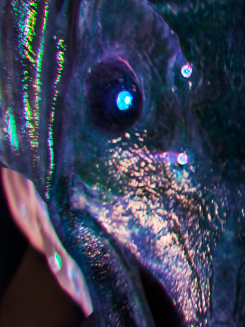 𝙉𝙐𝙆𝙀 𝙏𝘼𝘾𝙏𝙄𝘾𝙎. Pacific Rim #mectist #mectistedit #musicvideo #pacificrim #pacificrimedit #strikereurekaedit #strikereureka #gipsydanger #gipsydangeredit #slattern #scunner 