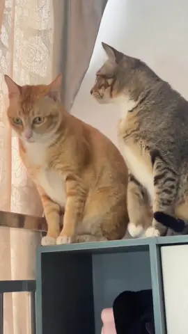 Confusing cat fight #cat #funnyvideo #catsoftiktok #fyp #pet 