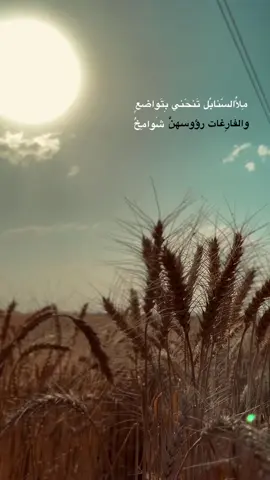 مِلأُالسّنابُل تَنحَني …🌾#تصميم_فيديوهات🎶🎤🎬 #تصويري #عباره_للفيديو🙂💔 #تصويري_احترافي_الاجواء👌🏻🕊😴 #استوريات #📷 