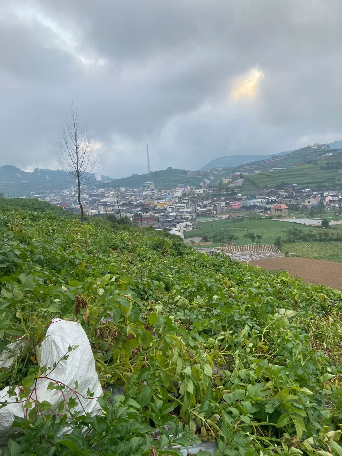 alhamdulillah 👨🏻‍🌾 #dieng #petani #kentang #petanidieng #panen #panenkentang #wonosobo 
